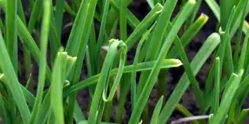 garlic-grass