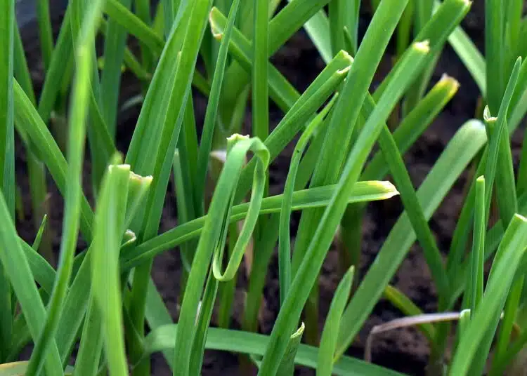 garlic-grass
