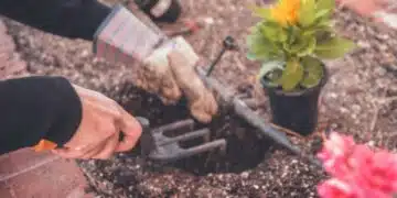 В никакъв случай не засаждайте близо до къщата: популярно растение, което привлича кърлежи и образува мухъл 4
