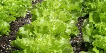 green-salad