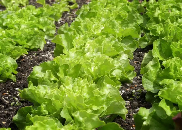 green-salad