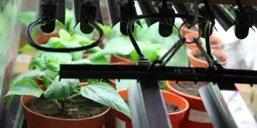 grow-lights
