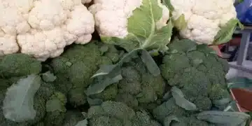 С този трик съседите ще завидят на реколтата от карфиол и броколи 7