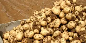 Агрономът Влади ми разкри тайната на картофите! Преди да ги засееш, трябва да ги озелениш - ето как 2
