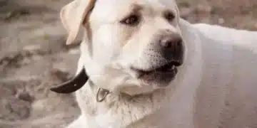 5-те основни команди, които кучето трябва да знае 6