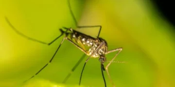 Хитринки, с които лесно и бързо да се отървете от комарите 2
