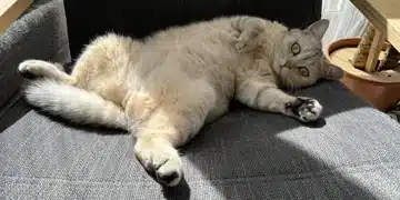 Никога не пипайте котката по тези места 3