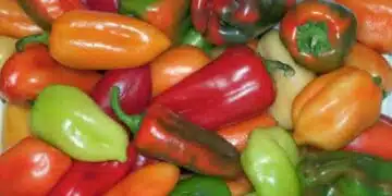 Кой цвят чушка е с най-много полезни вещества? Ето какви да сееш и купуваш 14