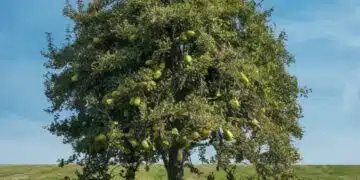 Причини поради които крушата не цъфти: полезни съвети 4