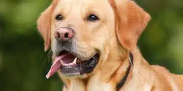 labrador-retriever