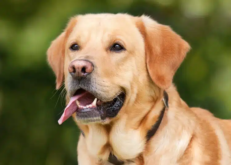 labrador-retriever