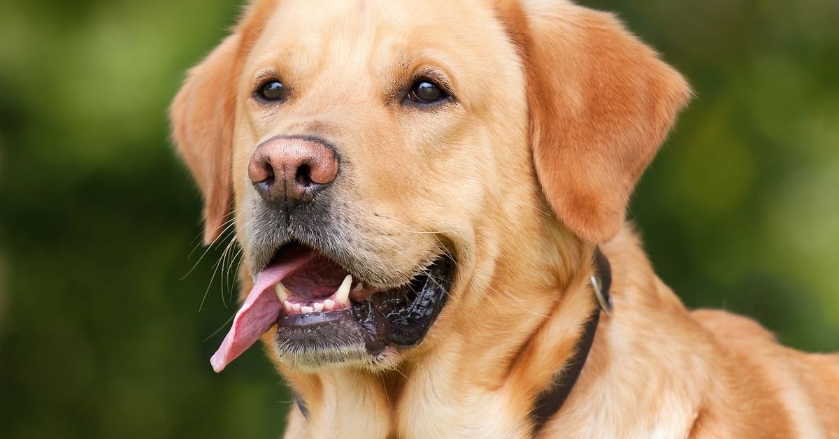 4 причини кучето да изплези езика си: не всеки знае за това labrador-retriever