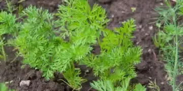 Подхранвайте морковите с тази тор и съседите ще ви завиждат на реколтата 9
