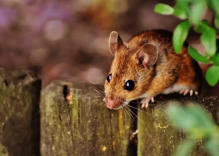 mouse