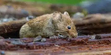 mouse