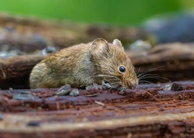 mouse