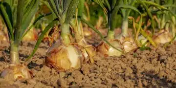 onion