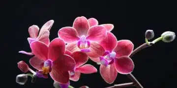 orchids