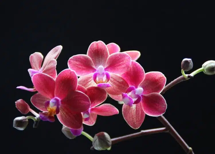 orchids