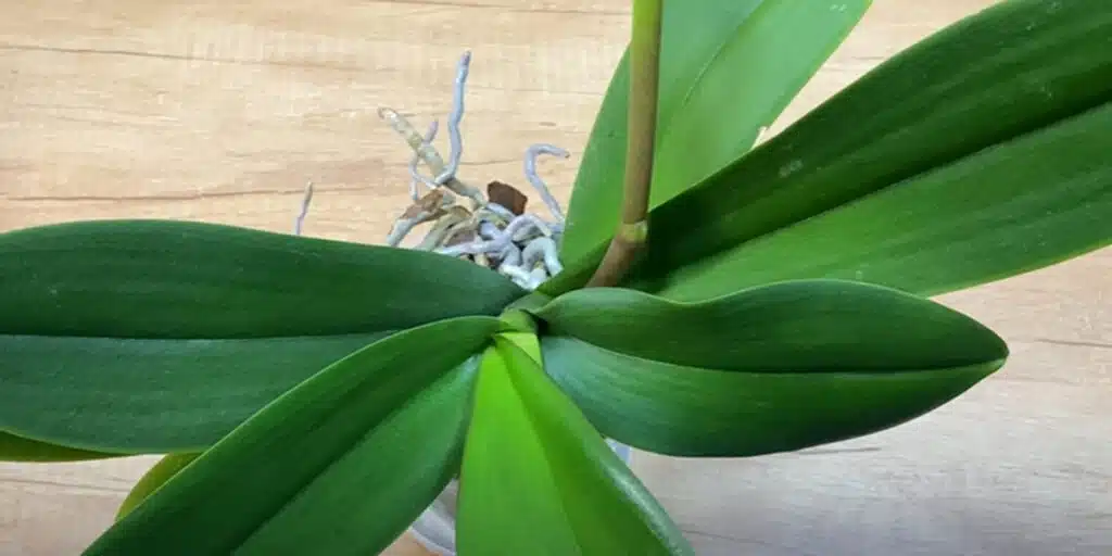 Ако ториш орхидеите така, ще цъфтят и винаги ще са зелени и красиви! 2
