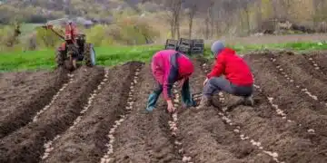 Potatoes in boxes for planting. Planting potatoes on their land in the village in early spring with a manual plow on the field.