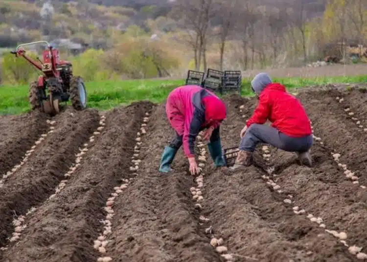 Potatoes in boxes for planting. Planting potatoes on their land in the village in early spring with a manual plow on the field.