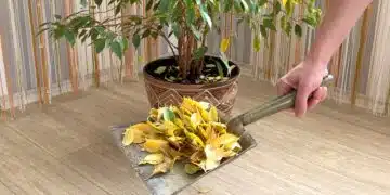 A large ficus of Benjamin. Poor care of indoor flowers. A domestic plant with yellowed fallen leaves