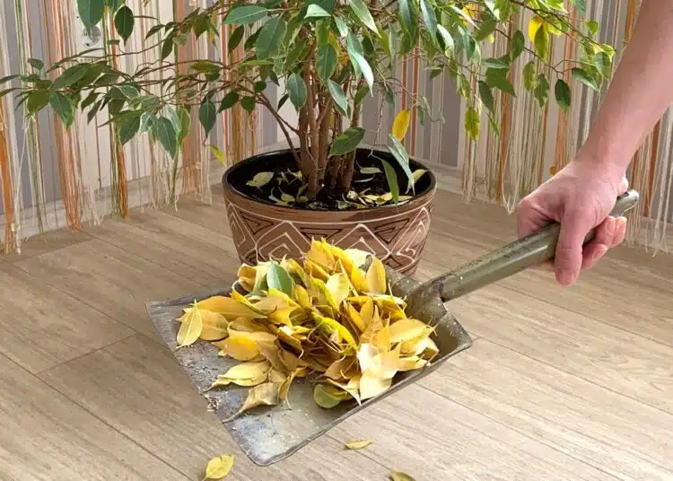 A large ficus of Benjamin. Poor care of indoor flowers. A domestic plant with yellowed fallen leaves