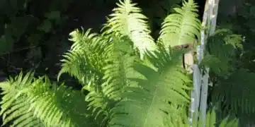 Никога не засаждайте тези папрати в градината на имота си! 1