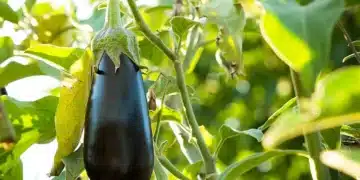 На градинарите е посочен начин за увеличаване на добива на патладжан 5