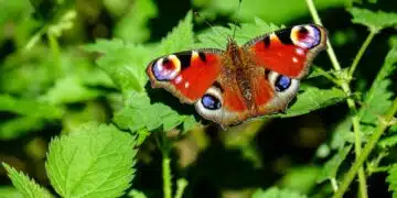 peacock-butterfly