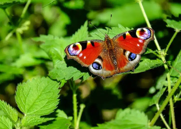 peacock-butterfly