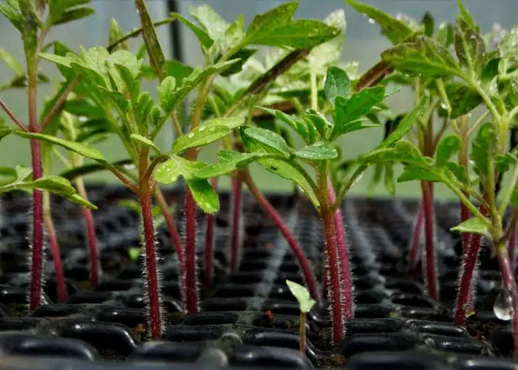 plant-tomatoes