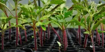 plant-tomatoes-