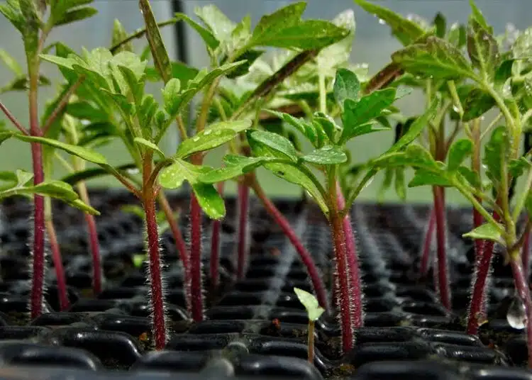 plant-tomatoes-