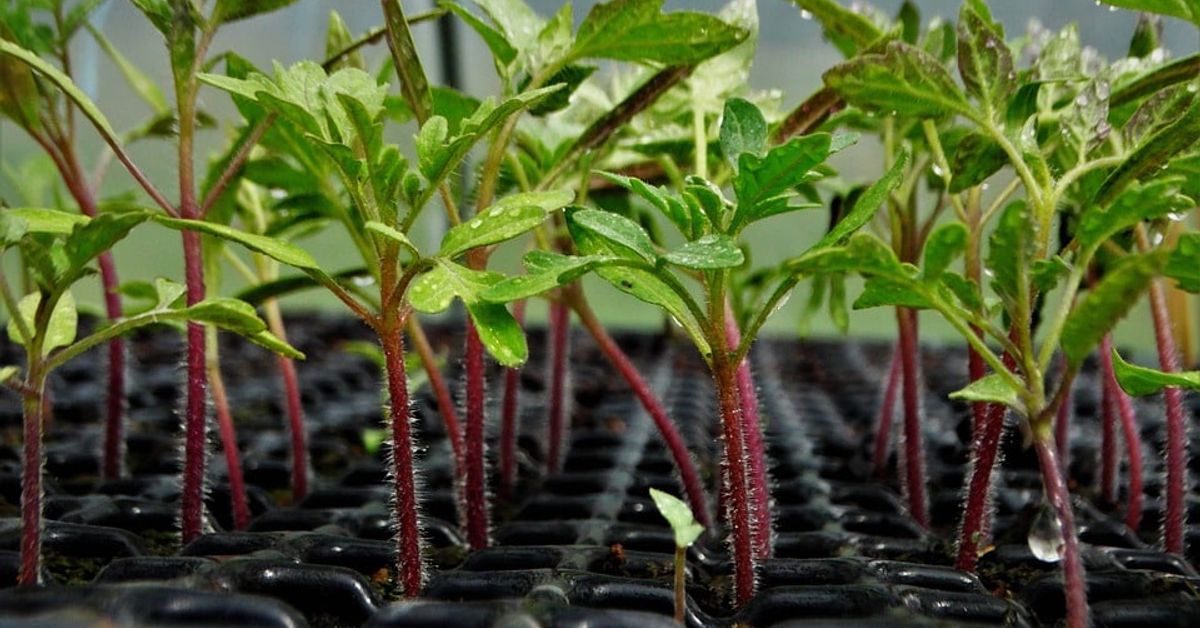 Как да подхраним разсадa от домати, ако e много тънък: градински тайни plant-tomatoes-