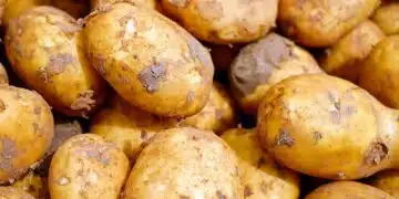 potatoes