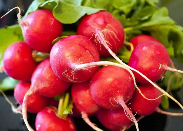 Репичките се оказаха истинско лекарство за стомахa - но не за всеки 1 radishes