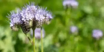 Растение, което трябва да засадите в градината, за да увеличите драстично реколтата 4