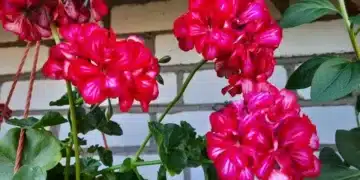 Как да разберете от колко вода се нуждае растението и никога да не преполивате 5