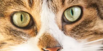 Ето какво значи, когато зениците на котката ти са разширени! 1