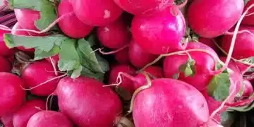 Ето защо трябва да включите в ежедневното си меню репички 1