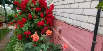 С този евтин метод ще се отървете лесно от листните въшки по розите 3