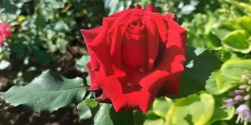 Ето какво слагам като садя розите, за да цъфтят бурно и дълго 3