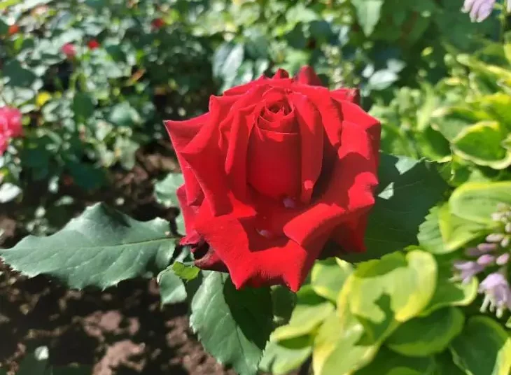 Ето какво слагам като садя розите, за да цъфтят бурно и дълго 1