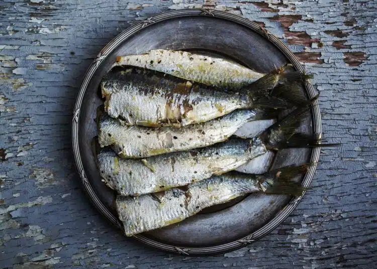 sardines