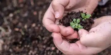 seedlings