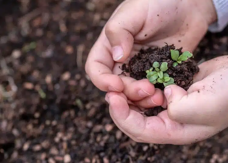 seedlings