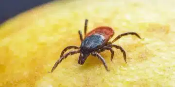 sheep-tick