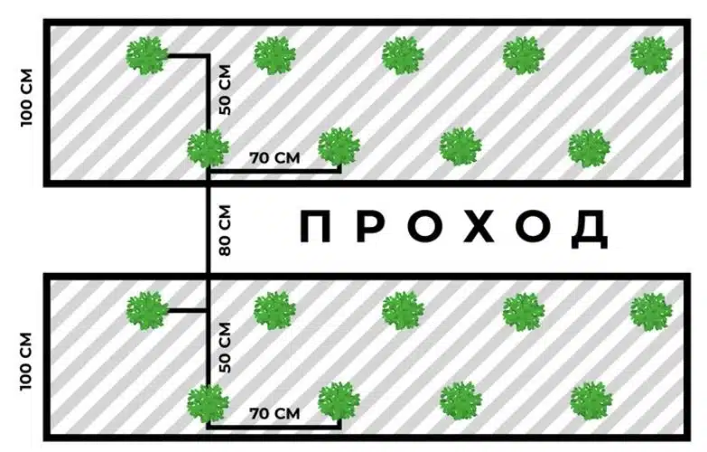 Кога и как да засадиш домати през май по схемата на ветеранът агроном Анастасия Вейшторт 1